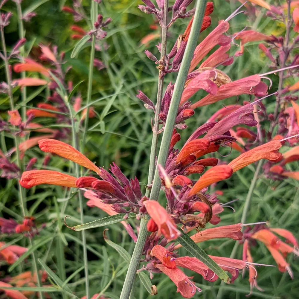 ChatGPT L'image montre un gros plan d'un épi floral de l'Agastache 'Apache Sunset', avec ses fleurs tubulaires orange-saumon, teintées de pourpre à leur base. Les fleurs s'organisent le long de tiges verticales robustes et fines, entourées d'un feuillage vert grisâtre, légèrement fin et allongé. L'arrière-plan, légèrement flou, montre d'autres tiges fleuries similaires, formant un ensemble dense de végétation. Cette plante attire naturellement les pollinisateurs, et ses fleurs intenses et parfumées créent un effet visuel saisissant dans un jardin.