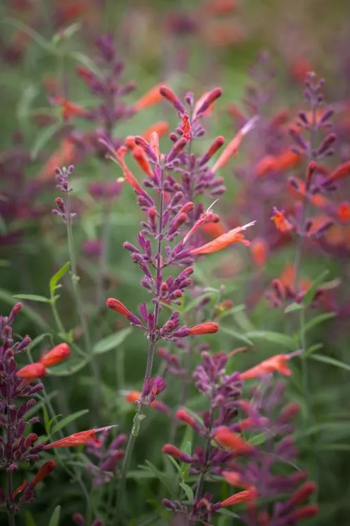 ChatGPT L'image montre une vue rapprochée d'une Agastache 'Apache Sunset' en floraison. Les tiges sont couvertes de fleurs tubulaires rouge-saumon, avec des tons pourpres sur les calices et le haut des épis. Ces fleurs aux couleurs vives s'organisent en épis verticaux et créent un beau contraste avec le feuillage vert-gris en arrière-plan. La disposition dense des inflorescences et leur couleur chaude font de cette plante un attrait pour les jardins, attirant les pollinisateurs comme les abeilles et les papillons. L'arrière-plan légèrement flou met en valeur la beauté des fleurs au premier plan, en créant un effet visuel doux et naturel.