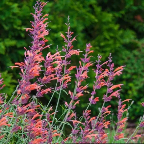 L'image présente plusieurs tiges florales d'Agastache 'Apache Sunset' en pleine floraison. Les épis sont ornés de fleurs tubulaires de couleur saumon-orange, avec des nuances de violet à leur base. Ces fleurs sont regroupées le long de tiges élancées et verticales, donnant à la plante un aspect vibrant et aéré. Le feuillage est fin, gris-vert, et ajoute une touche douce en contraste avec les couleurs vives des fleurs. En arrière-plan, un feuillage dense vert foncé crée un contraste naturel qui met en valeur l’éclat des fleurs d’agastache, faisant ressortir leur teinte chaude et attirante pour les pollinisateurs.