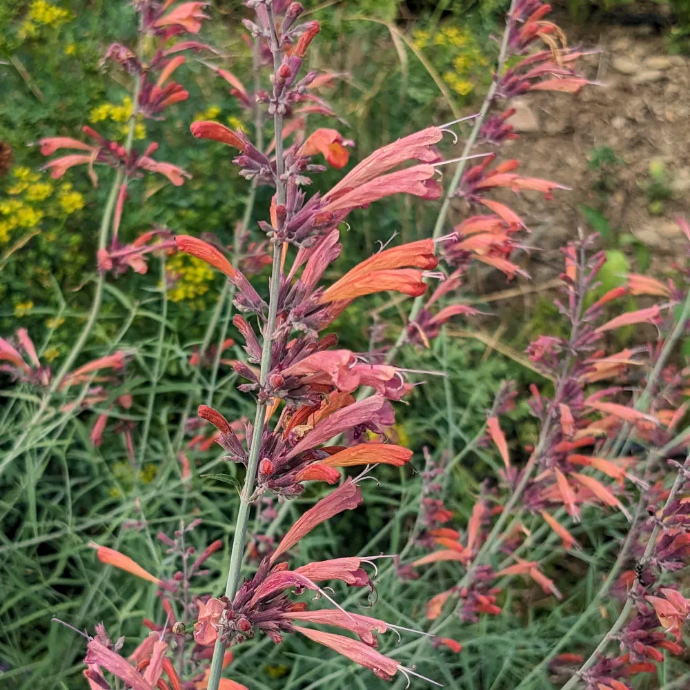 L'image montre un gros plan de l'Agastache 'Apache Sunset', une plante vivace aux fleurs tubulaires de couleur saumon-orange vif. Les fleurs sont disposées en épis verticaux et se détachent du feuillage gris-vert délicat et finement découpé. Les tiges sont robustes, et chaque fleur semble légèrement courbée avec des tons de violet au niveau de la base, donnant une allure vive et colorée. En arrière-plan, on aperçoit d'autres inflorescences similaires, dans un cadre naturel avec des herbes et une légère teinte de jaune flou, probablement des plantes voisines en arrière-plan.