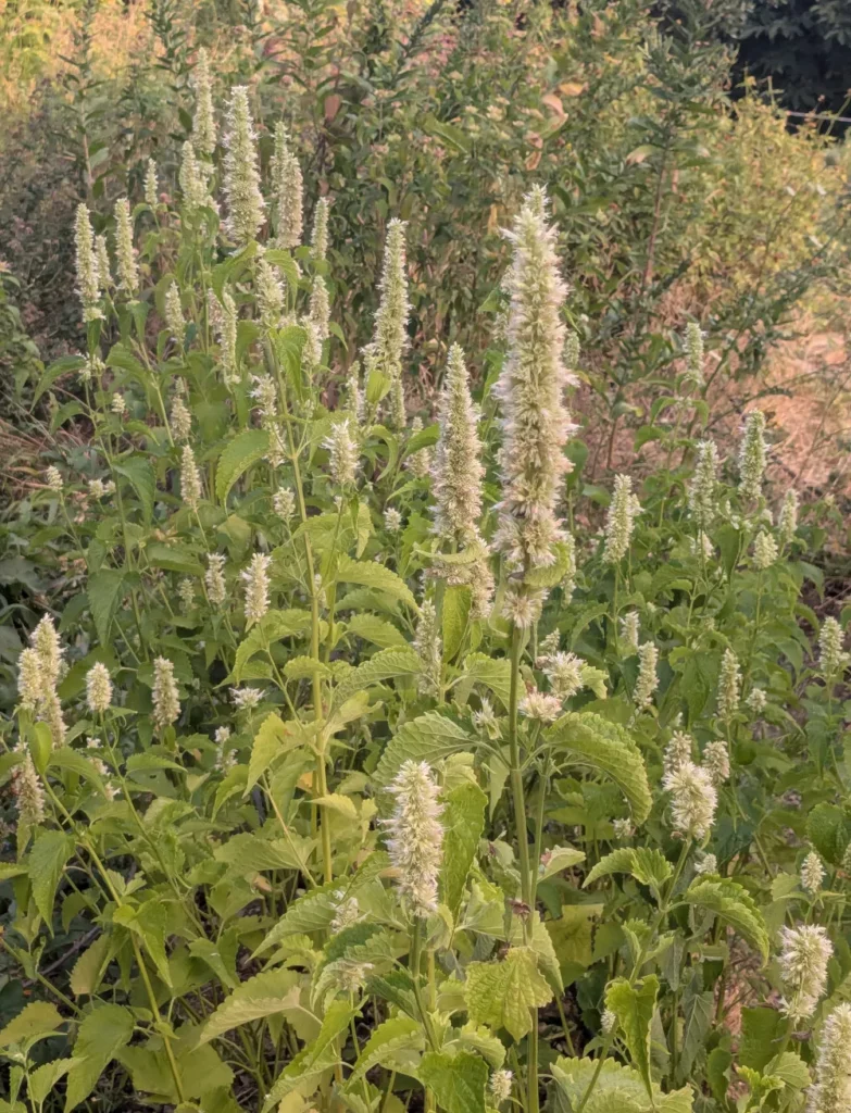 Un plan d'agastache a fleurs blanches au jardin