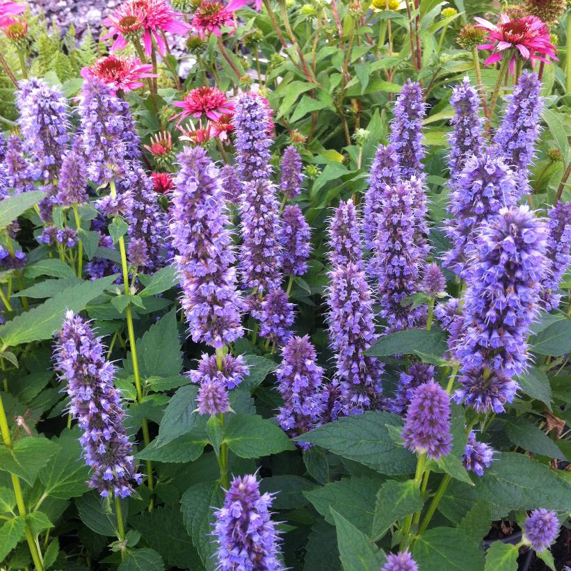 L'image montre une groupe d'épis de fleurs d'agastache