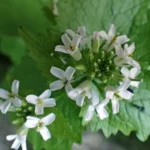 Alliaire officinale