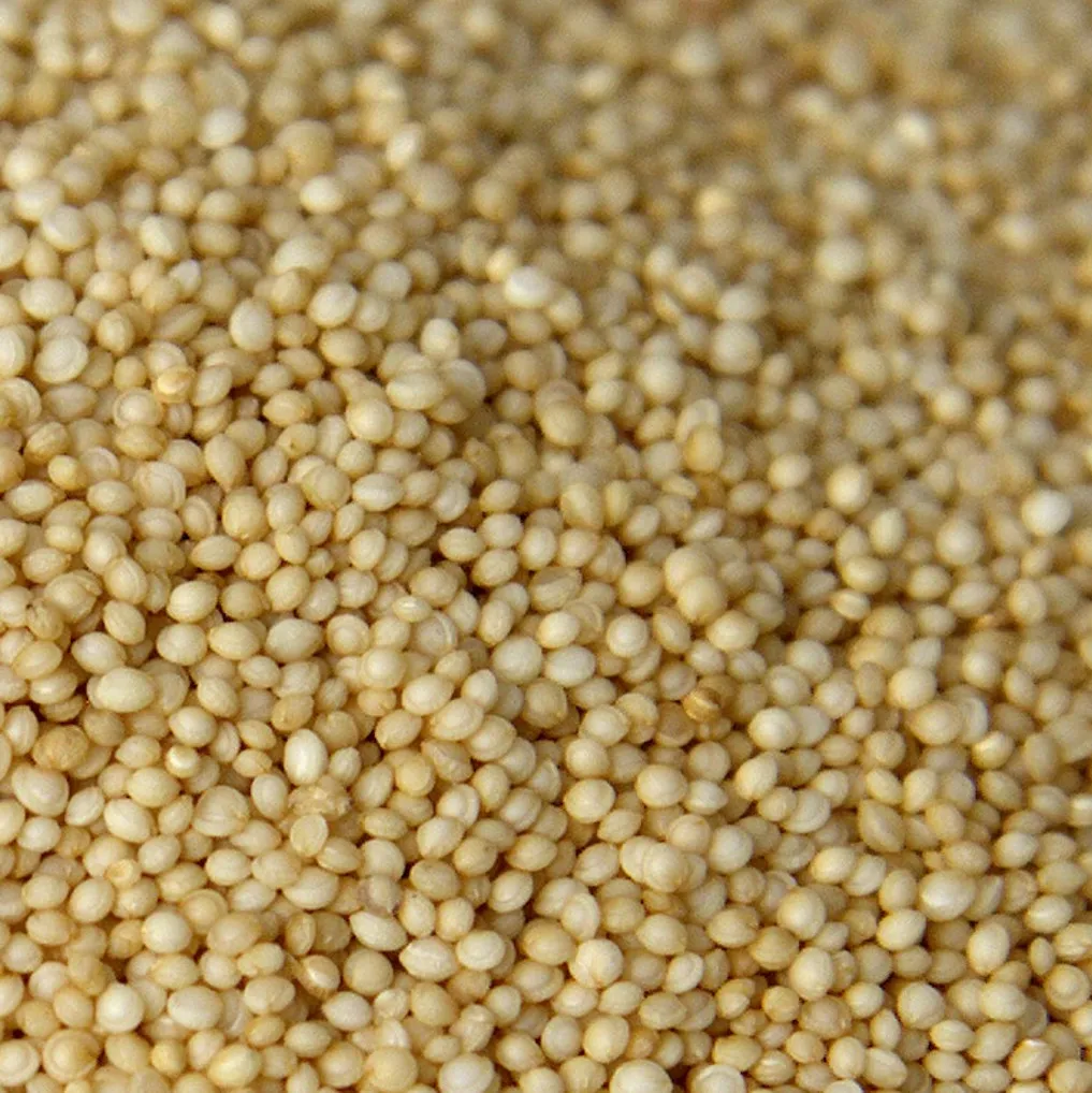 Un gros plan sur les graines d'amarante Alegria, on y voit une multitude de petite graines à la couleur dorée