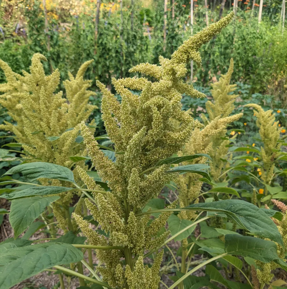 On voit une belle infloressence d'amarante de couleur jaune/ vert car la maturité de la plante n'est pas encore a son terme, derrière on distingue le jardin.