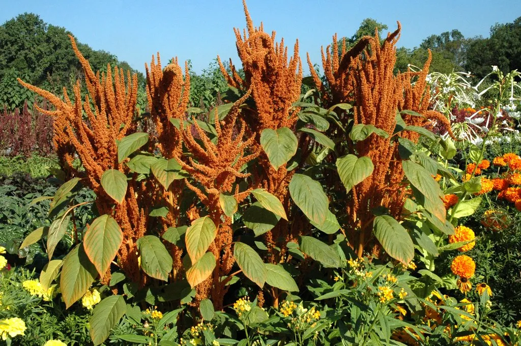 Graines biologiques reproductibles de Amaranthe Golden Giant - Pensez Sauvage