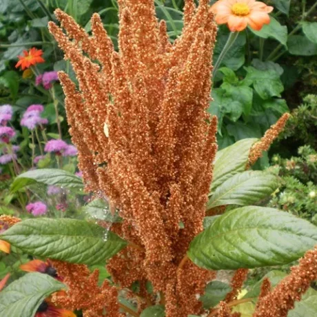 Graines biologiques reproductibles de Amaranthe Golden Giant - Pensez Sauvage