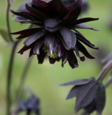 Graines biologiques reproductibles de Ancolie Black Barlow - Pensez Sauvage