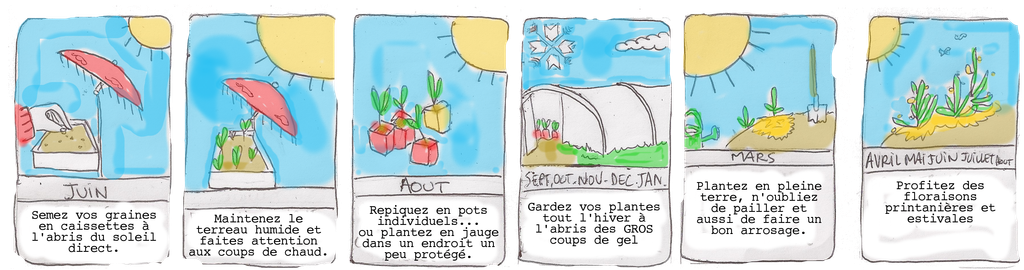 Graines biologiques reproductibles de Ancolie Black Barlow - Pensez Sauvage