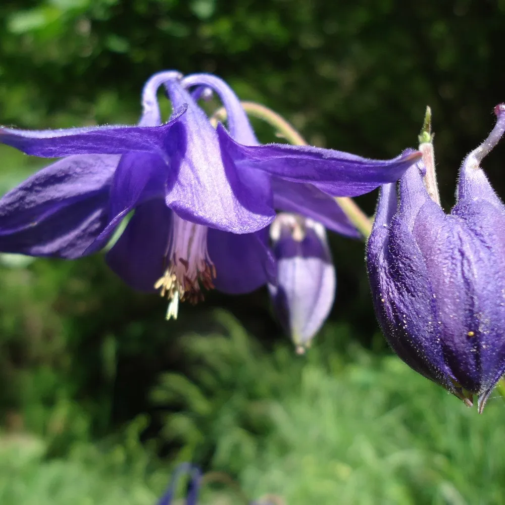 L'image montre des fleurs d'Ancolie des jardins avec la tige