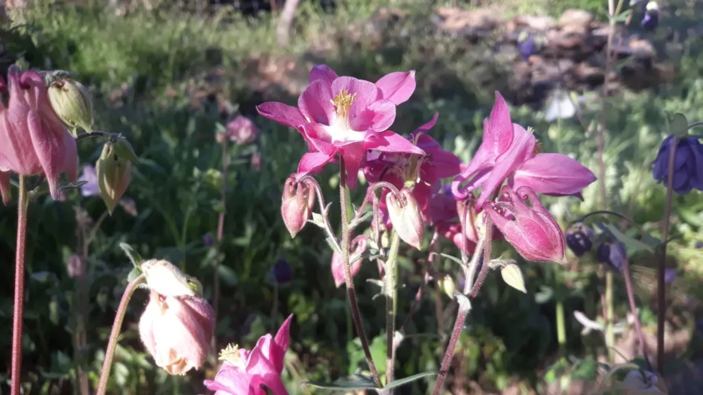 Nous voyons des plante d'ancolie des jardins, leurs couleurs sont variées