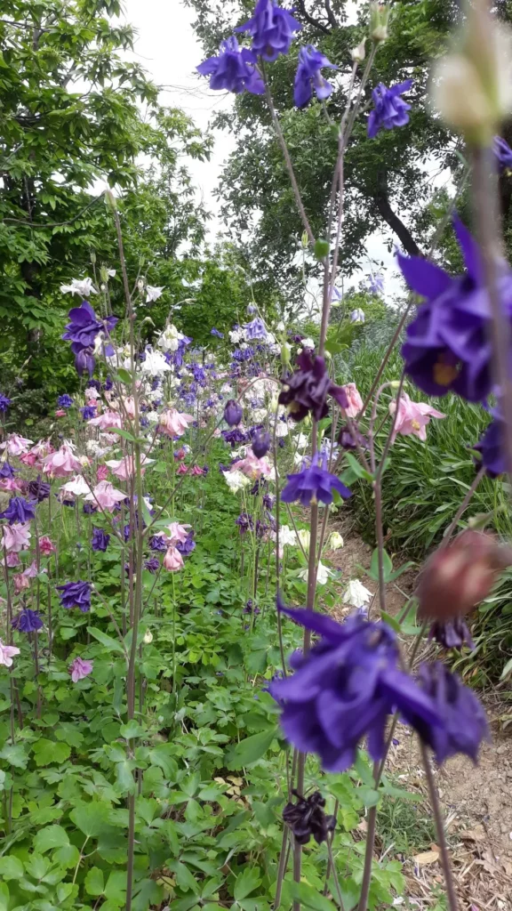 L'image montre une culture d'Ancolie dans les jardins de Pensez Sauvage, les célèbres semenciers