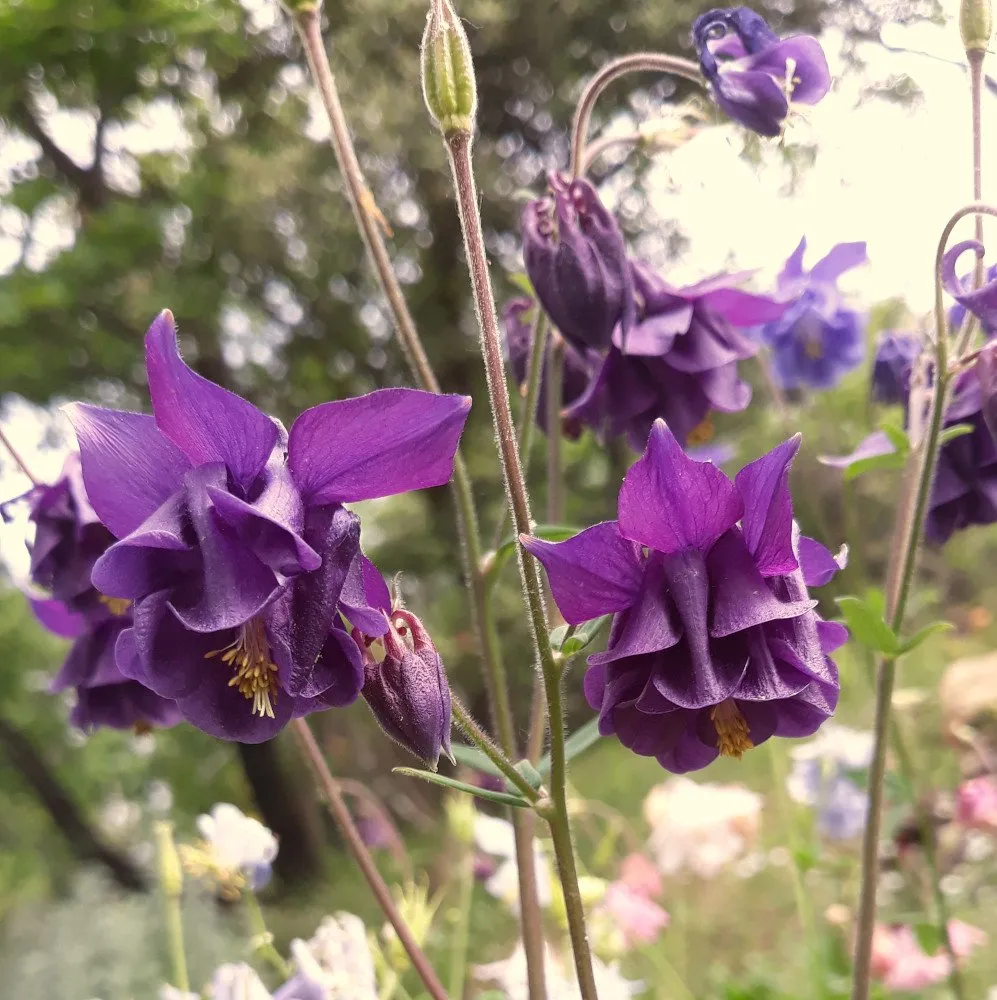 L'image montre de très belles fleurs violettes d'ancolie des jardins