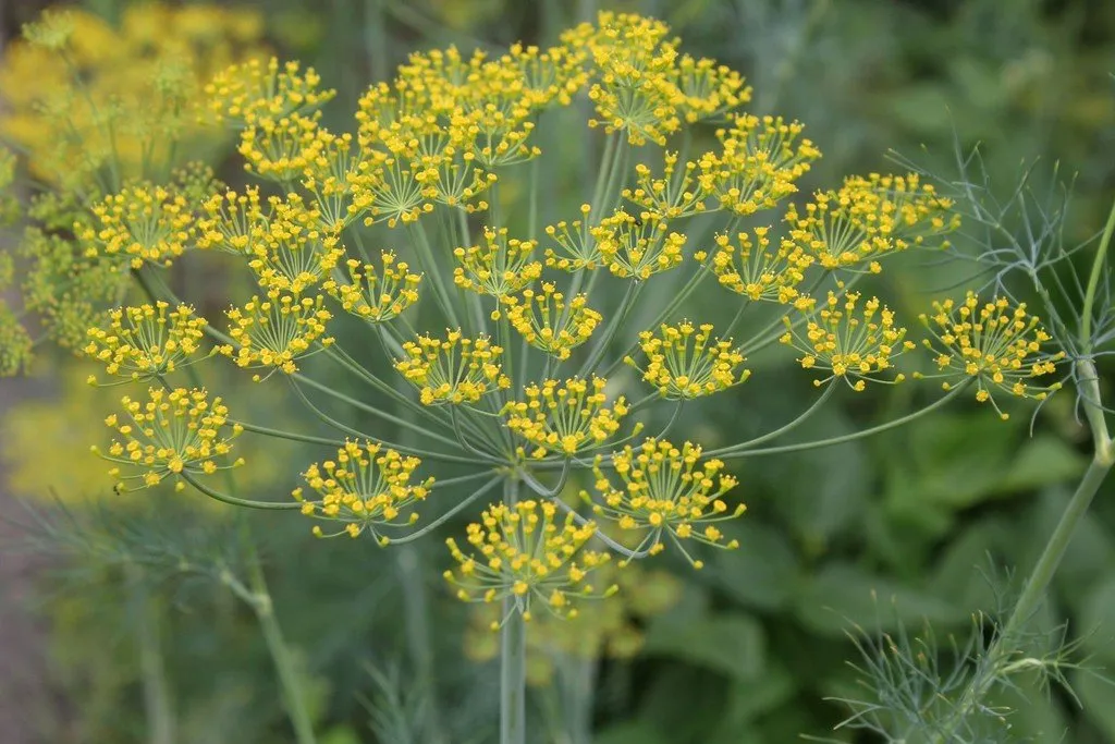une fleur d'aneth officinale