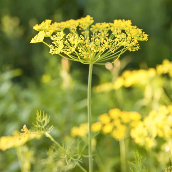 une plante aromatique, l'aneth