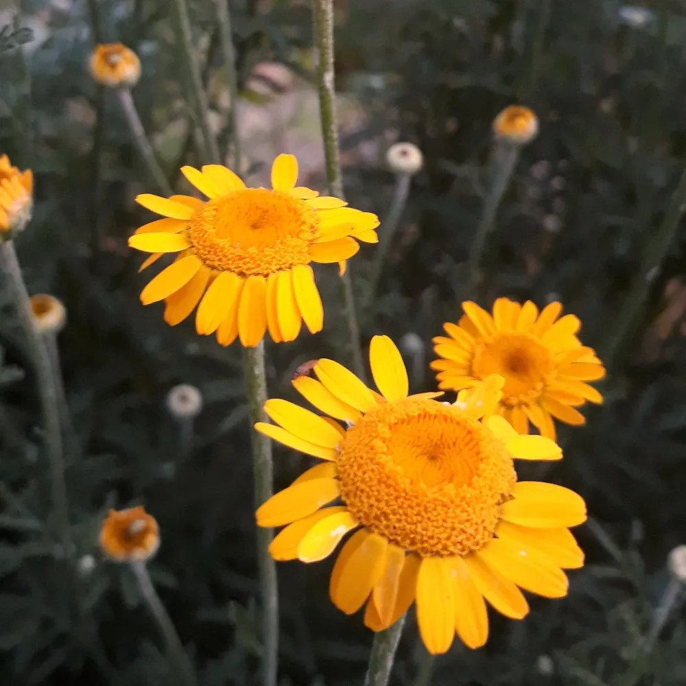L'image montre L'Anthémis des teinturiers est une plante aux couleurs éclatanntes