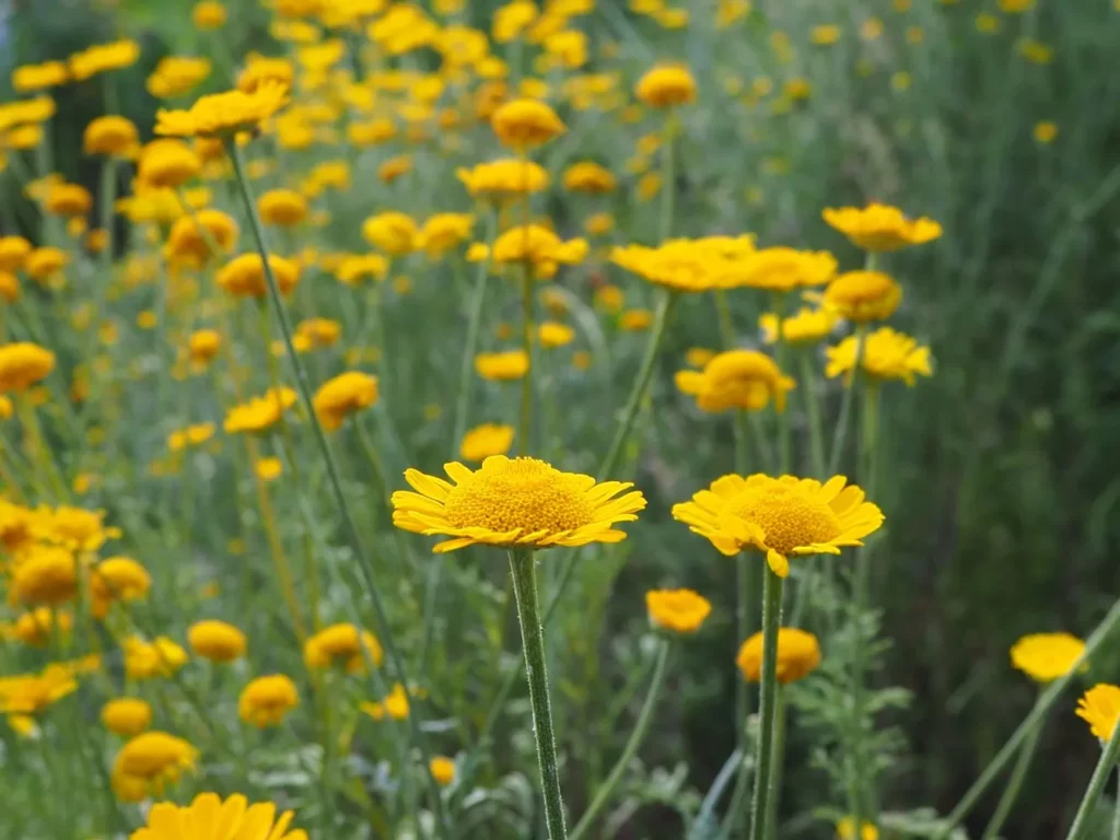 La photo montre des plant d'anthémis des teinturiers dans les jardin de pesez sauvage, ceux qui diffusent des Semences biologiques et reproductibles