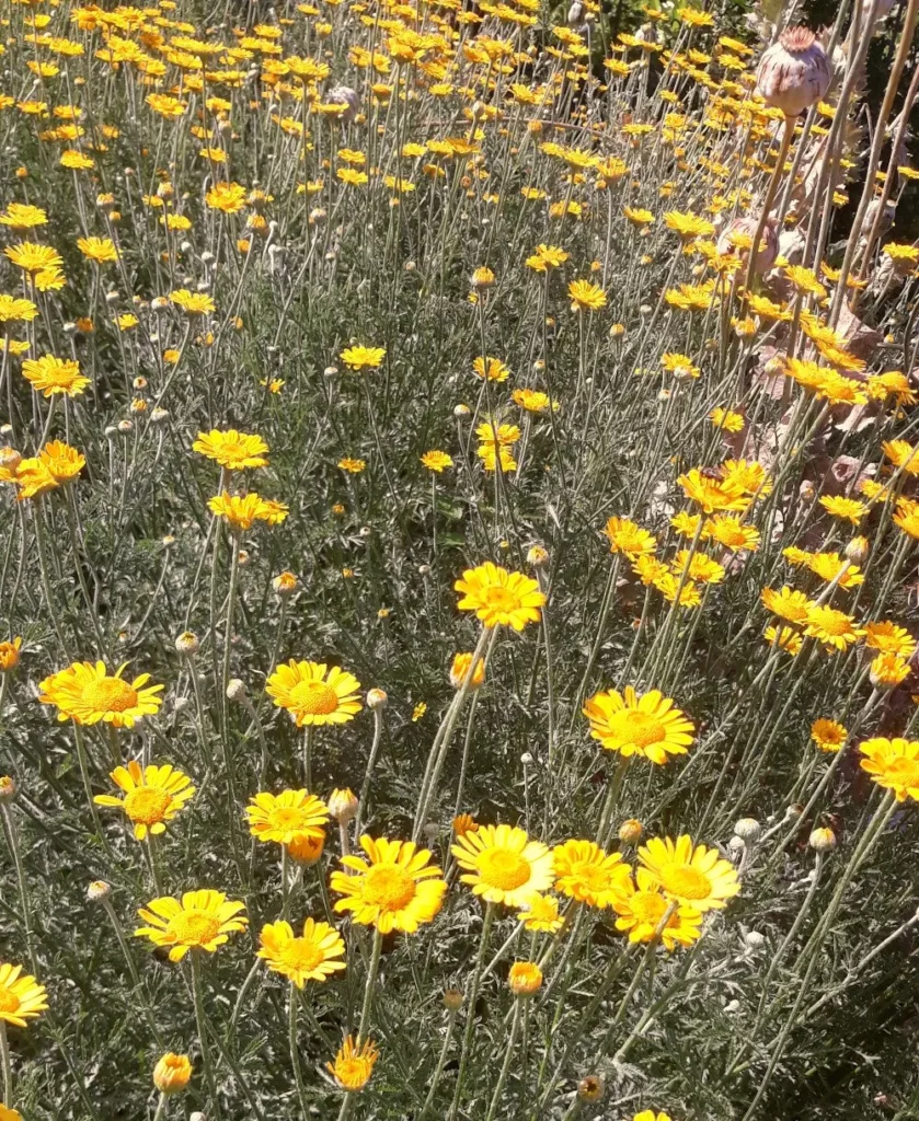 La photo montre L'Anthémis des teinturiers est une plante robuste aux fleurs jaunes