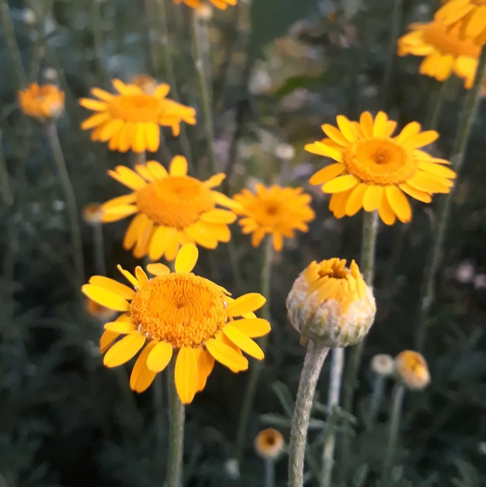 L'image montre des fleurs d'anthémis des teinturiers