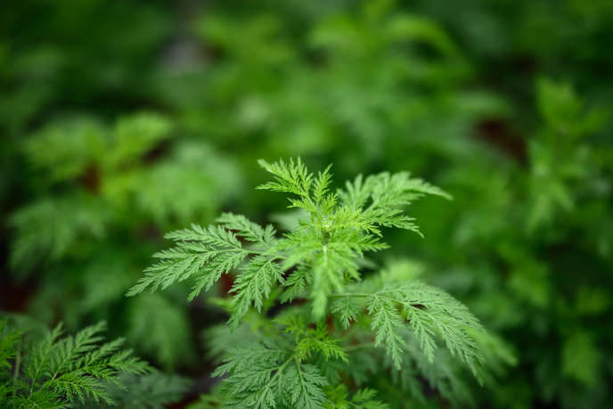 Feuillage d'Artemisia annua