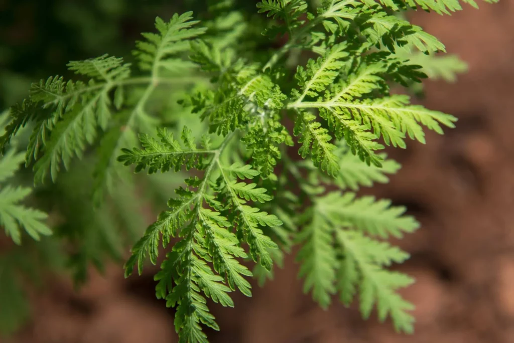 Du feuillage d'Artemisia annua