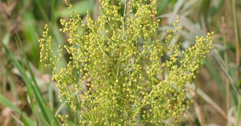 Des capitules jaunes d'artemisia annua