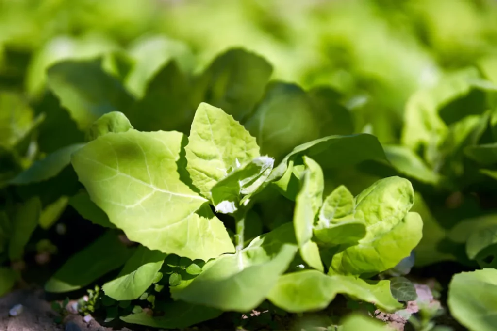 L'image montre des plantules d'arroche verte, ils sont tout petit et bientôt mesurerons deux mètres de hauteur!