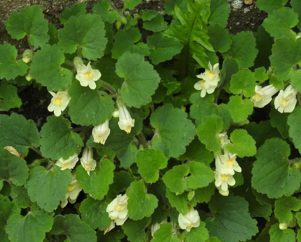 Semences biologiques d'asarine couchée