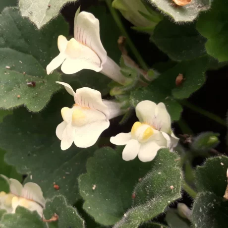 Graines biologiques reproductibles de Asarine Couchée - Pensez Sauvage