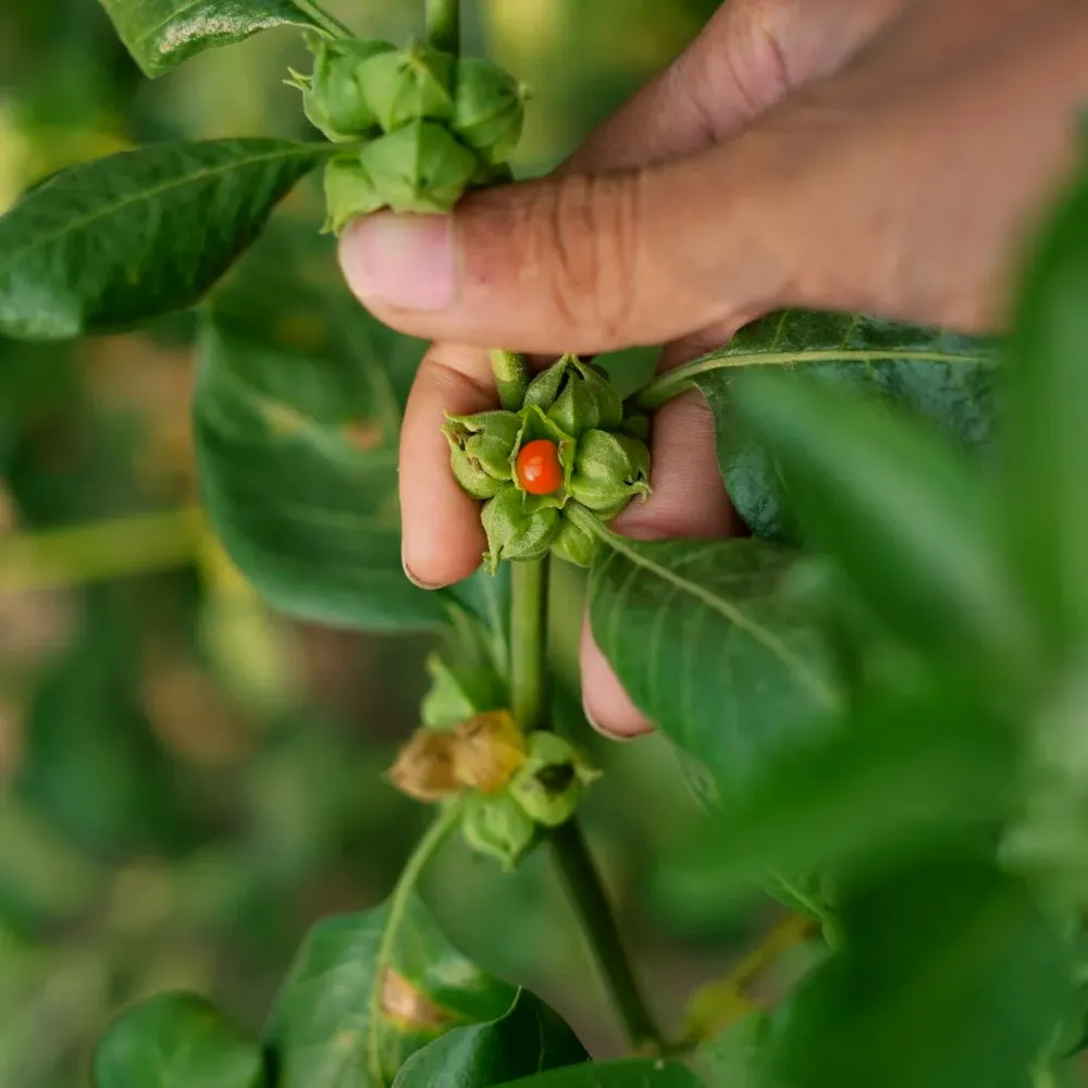 Gros plan sur une tige d’ashwagandha (Withania somnifera), montrant une main humaine soulevant délicatement une capsule verte pour révéler une petite baie rouge orangée à l’intérieur. Autour, les feuilles épaisses et nervurées contrastent avec la finesse du fruit, encore partiellement protégé par son calice. Cette scène illustre la récolte des graines et la maturation des fruits de cette plante médicinale traditionnelle, cultivée pour ses racines fortifiantes et ses semences utilisées en phytothérapie et en agroécologie.