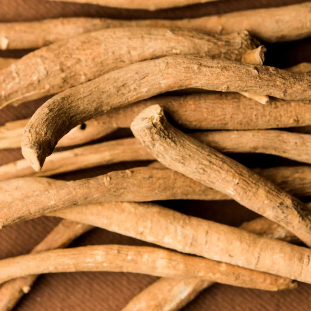 Vue rapprochée d’un tas de racines séchées d’ashwagandha (Withania somnifera), aux teintes beige clair et à la texture fibreuse. Ces racines allongées, légèrement tordues et fendillées, sont traditionnellement utilisées en phytothérapie ayurvédique pour leurs propriétés fortifiantes et adaptogènes. Séchées à l’air libre puis réduites en poudre, elles entrent dans la composition de remèdes naturels destinés à renforcer la vitalité, apaiser le stress et soutenir l’équilibre général de l’organisme.