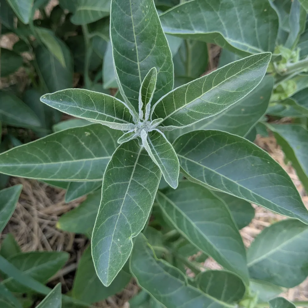 Gros plan sur le feuillage d’un jeune plant d’ashwagandha (Withania somnifera) cultivé en extérieur. Les feuilles vert foncé, nervurées et légèrement duveteuses, s’étalent en rosette autour du bourgeon terminal encore argenté. La texture fine et mate du feuillage contraste avec la paille claire visible au sol. Cette plante médicinale, emblématique de la médecine ayurvédique, est cultivée ici pour ses racines et semences aux vertus fortifiantes et adaptogènes, appréciées en culture biologique.