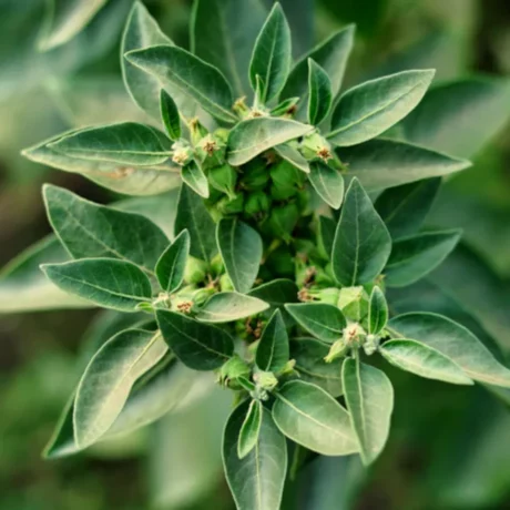 Vue rapprochée d’un pied d’ashwagandha (Withania somnifera) en pleine végétation. Les feuilles vertes, ovales et légèrement veloutées, forment une rosette dense autour des petites capsules vertes contenant les graines en formation. Les nervures sont bien marquées, donnant du relief au feuillage. Cette plante médicinale, cultivée pour ses racines toniques et ses semences utilisées en phytothérapie, présente ici son port compact et vigoureux, typique des zones chaudes et sèches où elle se développe naturellement.