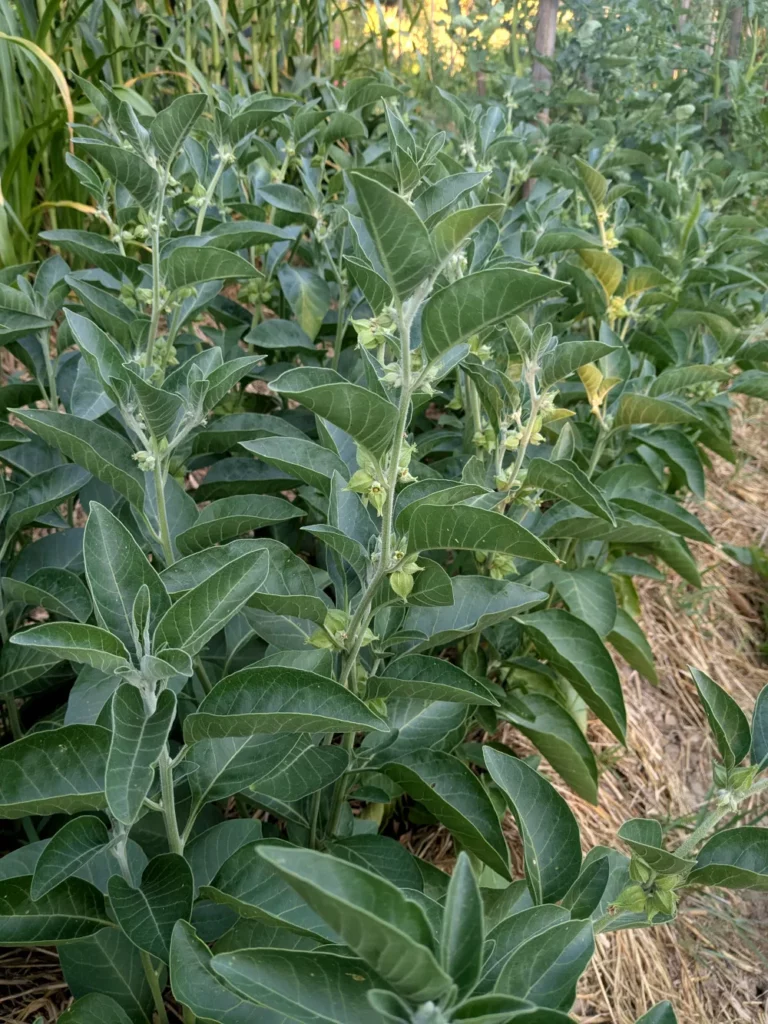 Rang de plants d’ashwagandha (Withania somnifera) cultivés en extérieur, sur un sol paillé. Les tiges dressées et ramifiées portent de nombreuses feuilles vert foncé, nervurées et légèrement veloutées, ainsi que de petites fleurs pâles nichées à l’aisselle des feuilles. L’ensemble montre une végétation dense et vigoureuse, caractéristique de cette plante médicinale cultivée pour ses racines fortifiantes et ses semences destinées à la reproduction. L’arrière-plan du jardin, mêlant herbes hautes et autres cultures, souligne un environnement de culture biologique diversifiée.