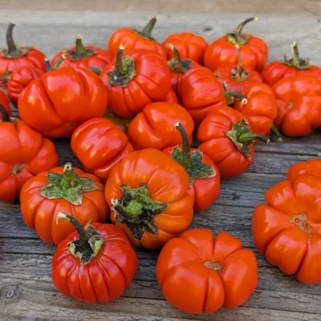 Graines biologiques reproductibles de Aubergine diakhatou - Pensez Sauvage