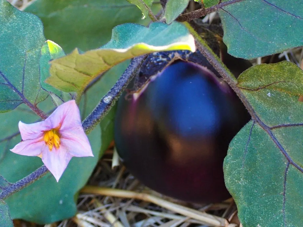 Une grosse aubergine noire de la variété Kamo, on voit aussi une fleur d'aubergine ainsi qu'un peu de feuillage