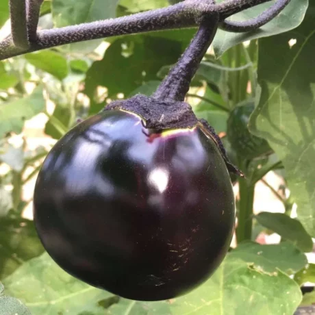 une grosse aubergine ronde et noire de la variété kamo, elle est sur la plante