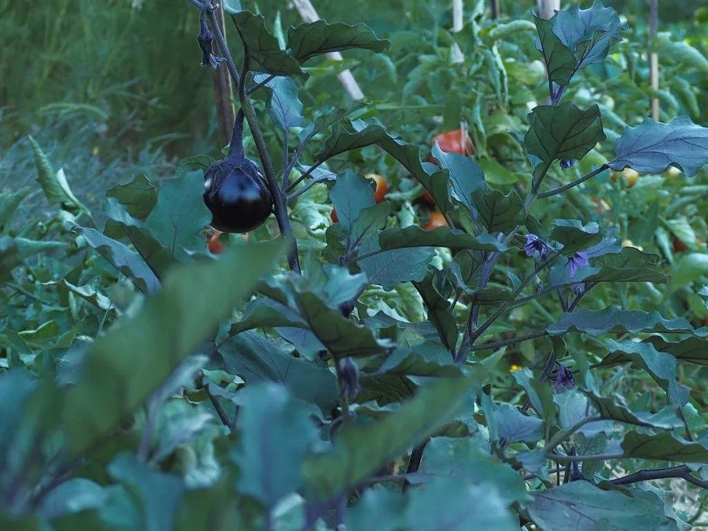 la plante d'aubergine avec beaucoup de feuillage, dans ce feuillage on voit une petite obergine noire en formation