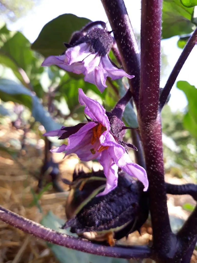 on voit un fruit d'aubergine en formation au stade gros bouton, on distingue aussi une belle fleur d'aubergine blanche