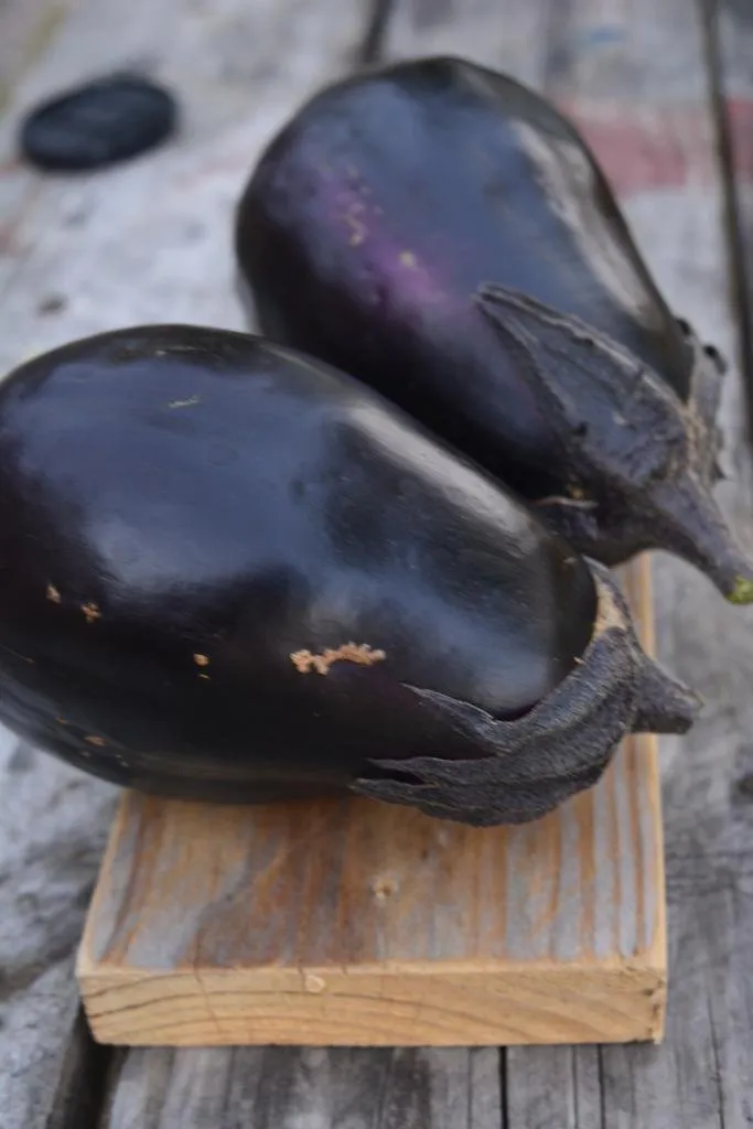 Graines biologiques reproductibles de Aubergine "Mitoyo" - Pensez Sauvage