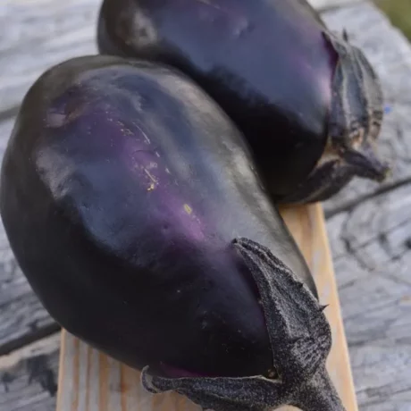 Graines biologiques reproductibles de Aubergine "Mitoyo" - Pensez Sauvage