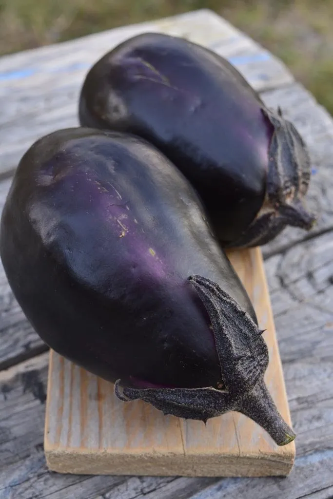 Graines biologiques reproductibles de Aubergine "Mitoyo" - Pensez Sauvage