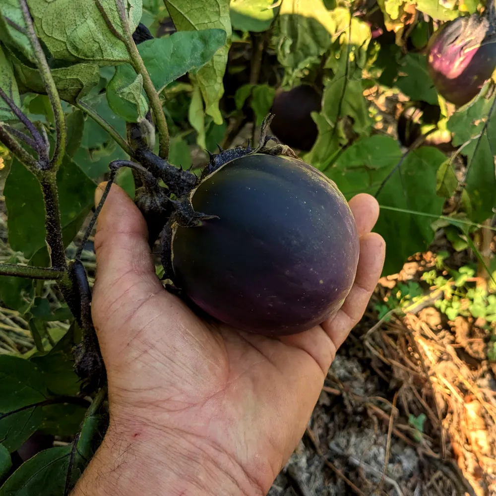 La main du jardinier tient une aubergine qui n'est pas décroché du pied, on dirais qu'il a envie d'une ratatouille!
