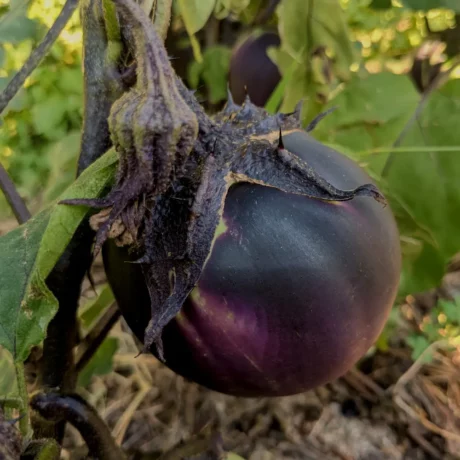 cette photo est un gros plan sur une aubergine sur le pied il sagit de la variété Nagaoka kinchaku elle est violette presque noire et on distingue d'autres fruits en arrière plan