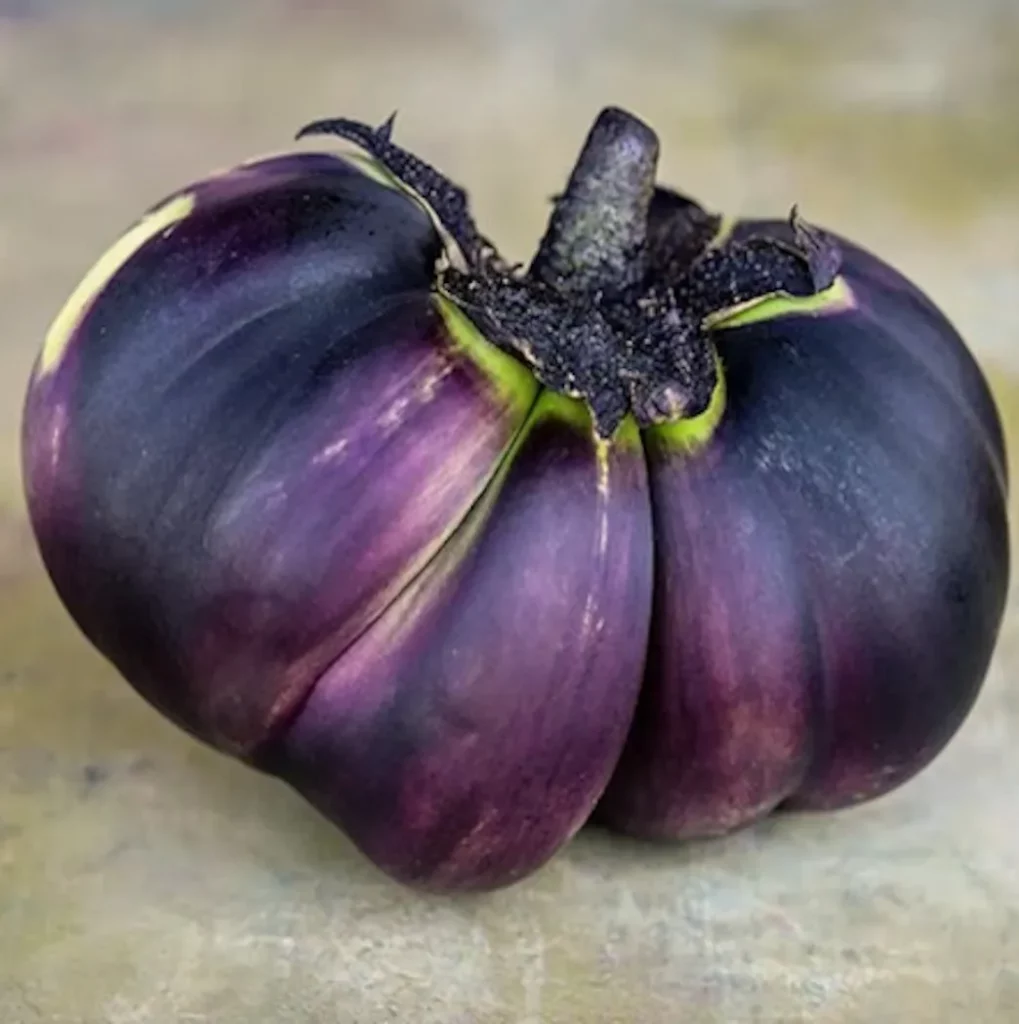 Sur cette photo d'aubergine Nagaoka Kinchaku on distingue bien ses pliures qui font penser à une bourse