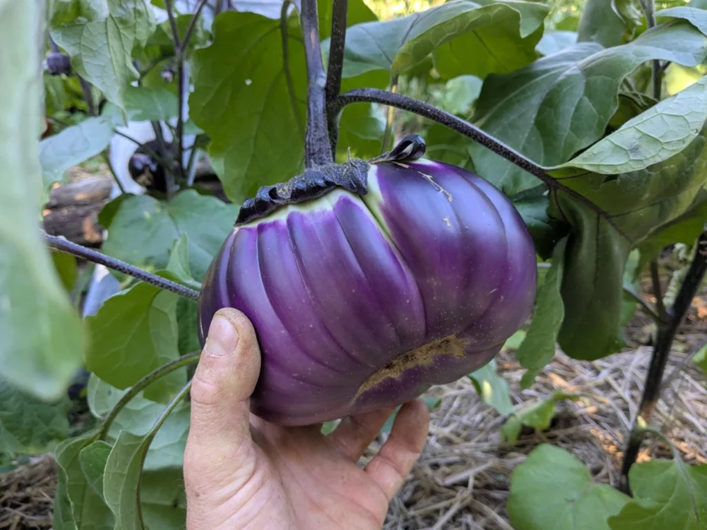 "Gros plan d’aubergine Sancho Panza violette à rayures blanches, variété de légume coureuse avec peau brillante et ferme"