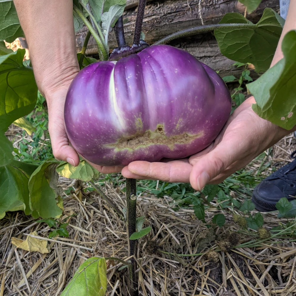 "Fruits d’aubergine Sancho Panza suspendus sur plante en pleine croissance, feuilles vertes saines, culture maraîchère durable"