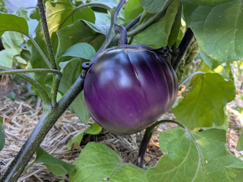 "Aubergine Sancho Panza ronde et violette cultivée en jardin biologique, gros fruit dense sur tige, variété ancienne rustique"