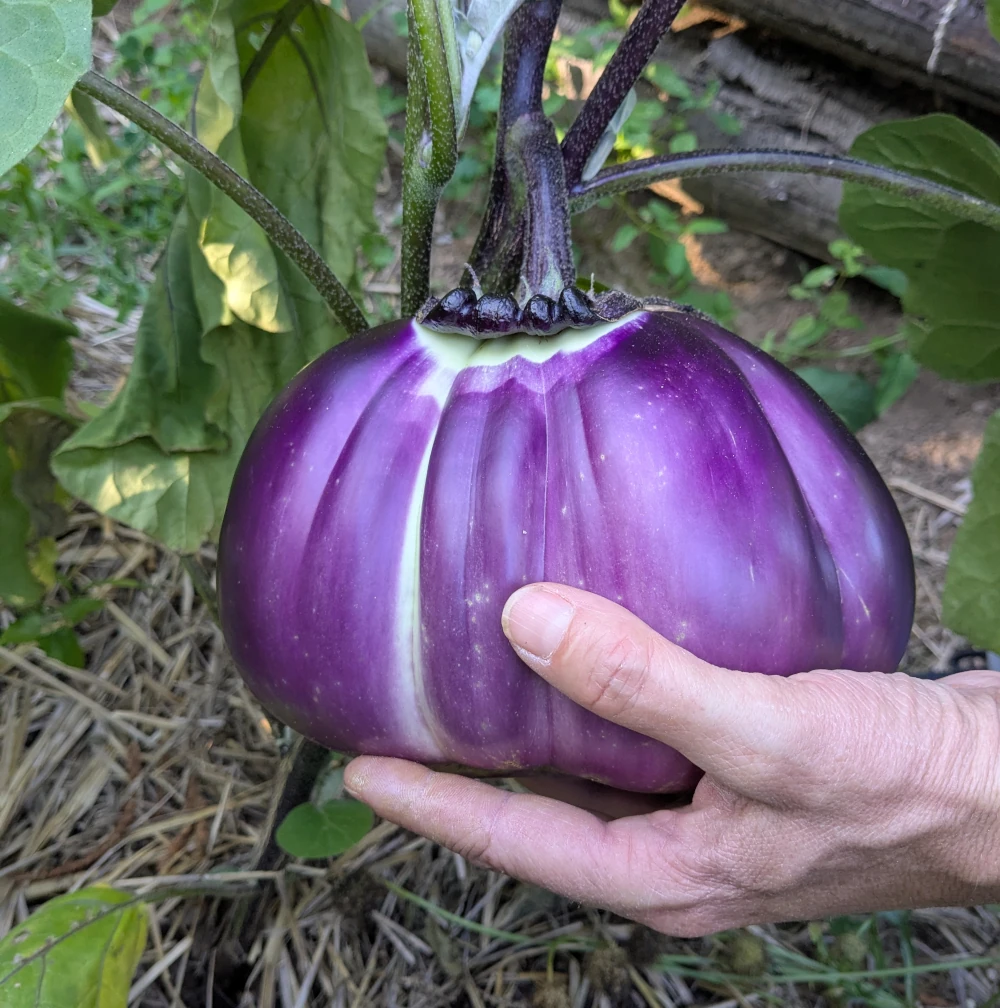 "Aubergine Sancho Panza ronde et violette cultivée en jardin biologique, gros fruit dense sur tige, variété ancienne rustique"
