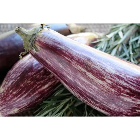 Graines biologiques reproductibles de Aubergine Skoutari - Pensez Sauvage